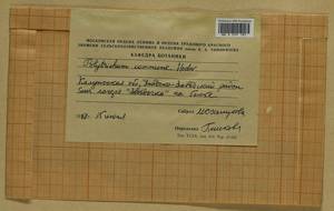 Polytrichum commune Hedw., Гербарий мохообразных, Мхи - Центральное Нечерноземье (B6) (Россия)