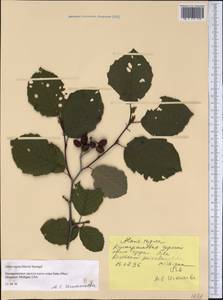 Alnus incana subsp. rugosa (Du Roi) R.T.Clausen, Америка (AMER) (США)