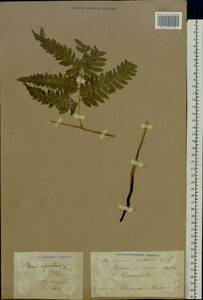 Pteridium aquilinum subsp. pinetorum (C. N. Page & R. R. Mill) J. A. Thomson, Восточная Европа, Средневолжский район (E8) (Россия)