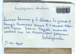 Barbilophozia barbata (Schmidel ex Schreb.) Loeske, Гербарий мохообразных, Мхи - Красноярский край, Тыва и Хакасия (B17) (Россия)
