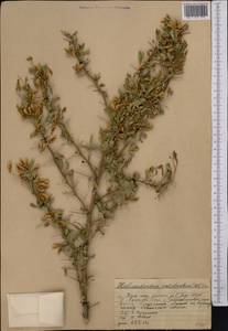 Caragana halodendron (Pall.) Dum.Cours., Средняя Азия и Казахстан, Западный Тянь-Шань и Каратау (M3) (Казахстан)