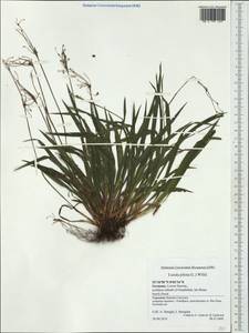 Ожика волосистая (L.) Willd., Западная Европа (EUR) (Германия)