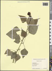 Тополь черный, Осокорь L., Кавказ, Азербайджан (K6) (Азербайджан)