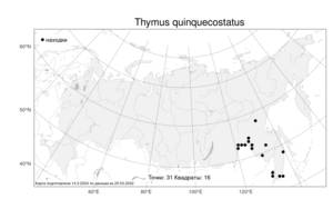 Thymus quinquecostatus, Чабрец пятижилковый Čelak., Атлас флоры России (FLORUS) (Россия)