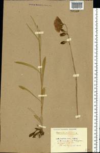 Колокольчик персиколистный L., Восточная Европа, Белоруссия (E3a) (Белоруссия)