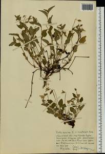 Фиалка собачья L., Восточная Европа, Московская область и Москва (E4a) (Россия)