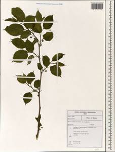 Morus indica L., Зарубежная Азия (ASIA) (Республика Корея)
