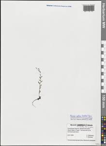 Гакелия повислоплодная, Гакелия поникшая (Wahlenb.) Opiz, Сибирь, Прибайкалье и Забайкалье (S4) (Россия)