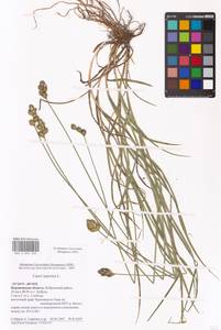 Осока заячья L., Восточная Европа, Центральный лесостепной район (E6) (Россия)