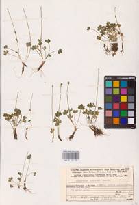 Лютик крошечный Wahlenb., Восточная Европа, Северный район (E1) (Россия)