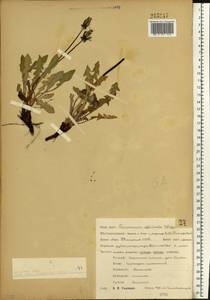 Одуванчик лекарственный Weber ex F.H.Wigg., Восточная Европа, Центральный лесостепной район (E6) (Россия)