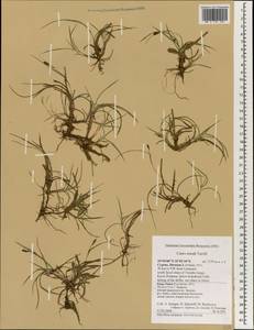 Carex troodi Turrill, Зарубежная Азия (ASIA) (Кипр)
