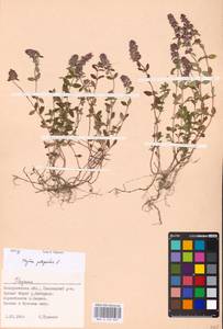 MHA 0 156 807, Тимьян блошиный, Чабрец блошиный L., Восточная Европа, Западно-Украинский район (E13) (Украина)