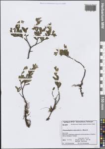 Хамедафна обыкновенная, Болотный мирт (L.) Moench, Сибирь, Центральная Сибирь (S3) (Россия)