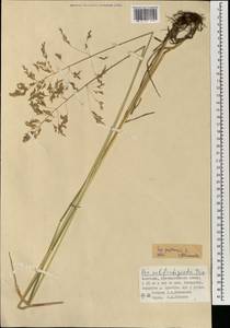 Мятлик луговой L., Монголия (MONG) (Монголия)