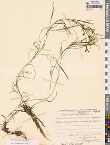 Рдест сибирский A.Benn., Сибирь, Чукотка и Камчатка (S7) (Россия)