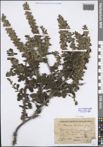 Стальник полевой L., Восточная Европа, Центральный район (E4) (Россия)