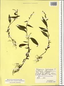Горец перечный, Водяной перец (L.) Spach, Кавказ, Грузия (K4) (Грузия)