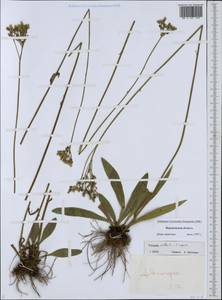 Ястребиночка скученная (Froel.) Fr., Восточная Европа, Центральный лесостепной район (E6) (Россия)