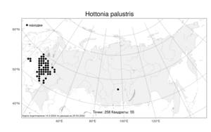 Hottonia palustris, Турча болотная L., Атлас флоры России (FLORUS) (Россия)