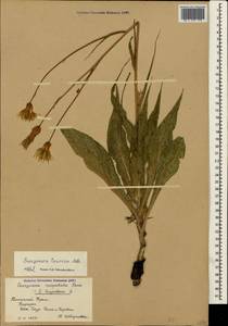 Pseudopodospermum tauricum (M. Bieb.) Vasjukov & Saksonov, Крым (KRYM) (Россия)
