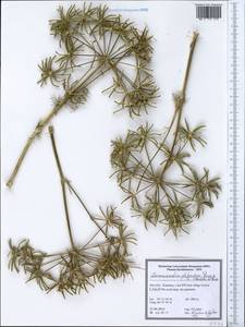 Caropodium platycarpum (Boiss. & Hausskn.) Schischk., Зарубежная Азия (ASIA) (Иран)