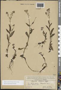 Незабудка азиатская (Vestergr. ex Hultén) Schischk. & Serg., Восточная Европа, Северный район (E1) (Россия)