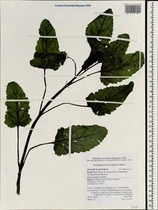 Scrophularia macrophylla Boiss., Зарубежная Азия (ASIA) (Израиль)