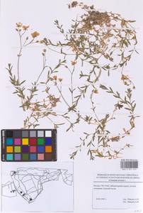 Ясколка полевая L., Восточная Европа, Московская область и Москва (E4a) (Россия)