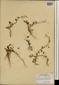 Lobelia nummularia Lam., Зарубежная Азия (ASIA) (КНР)