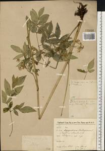 Дудник лесной L., Восточная Европа, Северо-Западный район (E2) (Россия)