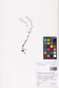 MHA 0 007 275, Myosotis alpestris subsp. suaveolens (Waldst. & Kit. ex Willd.) Strid, Восточная Европа, Центральный район (E4) (Россия)