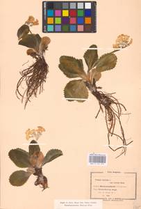 Primula auricula L., Западная Европа (EUR) (Венгрия)