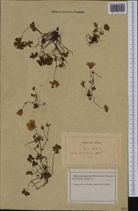 Geranium cinereum Cav., Западная Европа (EUR) (Франция)