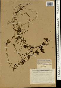 Nanorrhinum ramosissimum subsp. ramosissimum, Зарубежная Азия (ASIA) (Италия)