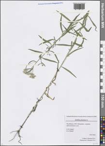 Achillea ptarmica subsp. ptarmica, Восточная Европа, Восточный район (E10) (Россия)