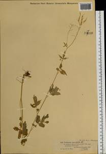 Сердечник крупнолистный Willd., Сибирь, Западный (Казахстанский) Алтай (S2a) (Казахстан)