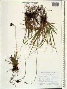 Carex aterrima subsp. medwedewii (Leskov) T.V.Egorova, Кавказ, Краснодарский край и Адыгея (K1a) (Россия)