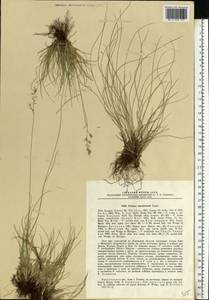 Овсяница макутринская Zapal., Восточная Европа, Центральный лесной район (E5) (Россия)