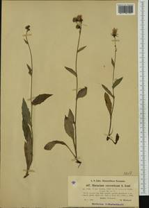 Hieracium corconticum Knaf fil. ex Celak., Западная Европа (EUR) (Чехия)