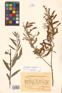 Ива джунгарская Andersson, Средняя Азия и Казахстан, Сырдарьинские пустыни и Кызылкумы (M7) (Таджикистан)