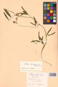 Lathyrus palustris subsp. palustris, Сибирь, Дальний Восток (S6) (Россия)