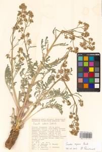 Катран бугорчатый Rupr., Восточная Европа, Нижневолжский район (E9) (Россия)