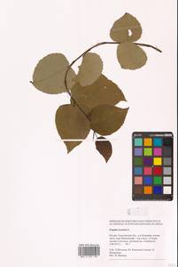 Тополь дрожащий, Осина L., Сибирь, Дальний Восток (S6) (Россия)