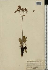 Кермек Гмелина (Willd.) Kuntze, Восточная Европа, Восточный район (E10) (Россия)