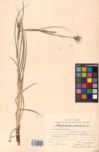 Козлобородник луговой L., Восточная Европа, Московская область и Москва (E4a) (Россия)