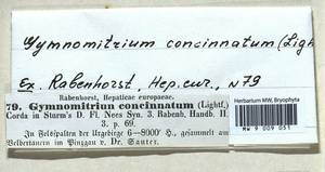 Gymnomitrion concinnatum (Lightf.) Corda, Гербарий мохообразных, Мхи - Западная Европа (BEu) (Германия)