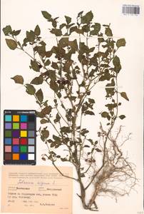 MHA 0 158 756, Паслен черный L., Восточная Европа, Центральный лесостепной район (E6) (Россия)