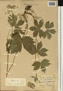 Астранция большая L., Восточная Европа, Западно-Украинский район (E13) (Украина)