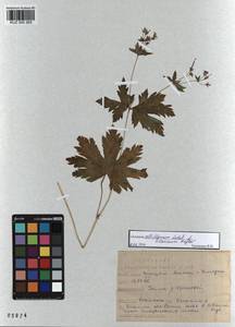 KUZ 000 265, Герань белоцветковая Ledeb., Сибирь, Алтай и Саяны (S2) (Россия)
